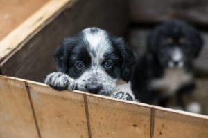 Adopter un animal à l’étranger