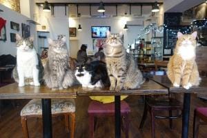 Les cafés à chats
