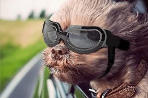 Lunettes pour chiens