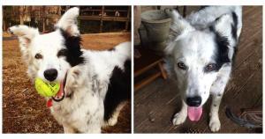 Chaser, le chien plus intelligent du monde