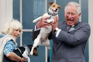 Les nouveaux chiens royaux
