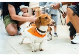 Chiens de soutien émotionnel à l’aéroport de Berlin Brandebourg