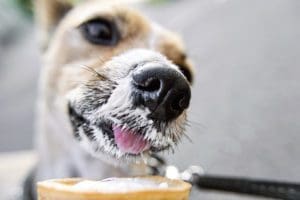 Une glace pour vous et pour votre chien