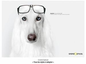 Les pet influenceurs