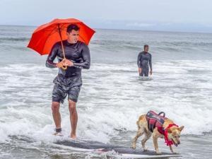 Championnat 2023 de Surf canin