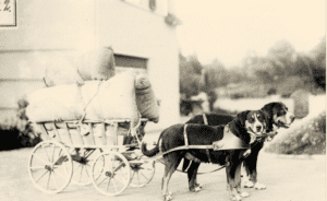 Les chiens de trait suisses