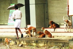 Chiens de Delhi et G20