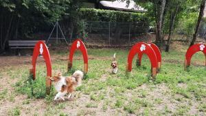Annecy-le-Vieux : Un « caniparc » ouvert pour les chiens