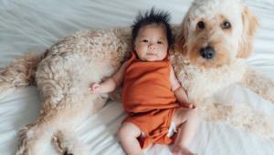 Taiwan: Faites des enfants et je vous donnerai un chien