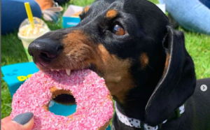 Planet Donut propose une gourmandise pour les chiens