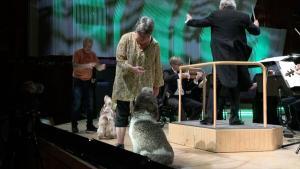 Orchestre danois de Copenhague et les chiens mélomanes