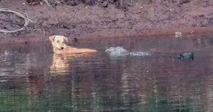 Trois crocodiles ont sauvé un chiot de l’attaque d’une meute