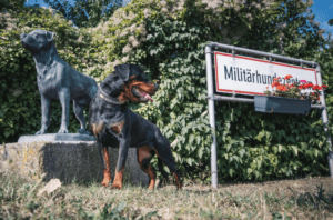 Les animaux au service de l’Armée autrichienne
