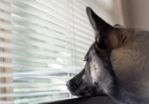 Les chiens : experts en jugement des personnes
