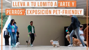 Exposition d’art moderne au Mexique : Une ode à la relation entre chiens et humains