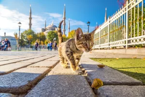Les Chats et Chiens d&rsquo;Istanbul