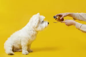 Les compléments alimentaires pour chiens