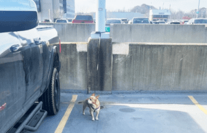Chihuahua abandonné à l&rsquo;aéroport international de Pittsburgh