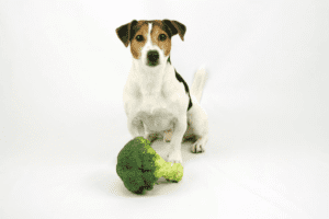 Nutrition canine : Les 8 superaliments