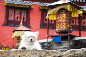 Le Bhoutan atteint 100 % de stérilisation des chiens errants