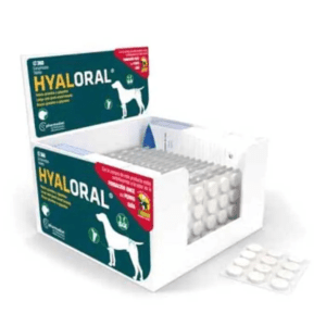 Hyaloral : Un allié pour la santé des chiens de grande taille