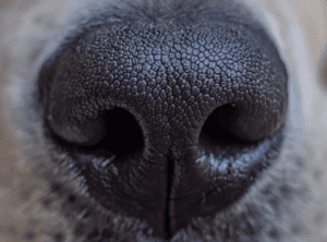 Le pouvoir olfactif des chiens : Détecteurs de cancer