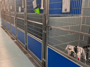 Le chien Elvis, dernier du refuge, trouve son foyer avec un ancien imitateur d&rsquo;Elvis Presley