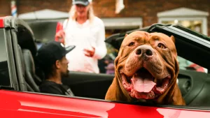 Hulk, le plus grand pitbull du monde : son sperme évalué à plus de 31’600 dollars