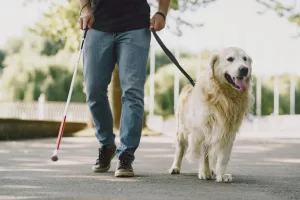 France : 167 refus d&rsquo;accès aux chiens guides en 2022