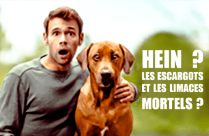 Intoxication avec les escargots chez le chien