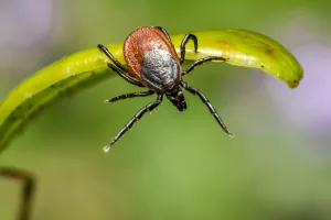 Les tiques en Australie : Risques de paralysie mortelle
