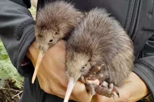 Polémique autour du retrait de jouets pour chiens « Kiwi » en Nouvelle-Zélande