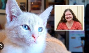 Controverse autour d&rsquo;un « café pour chats » à Canberra