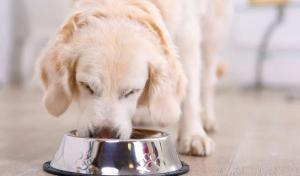 Évolution du marché mondial des aliments pour animaux de compagnie