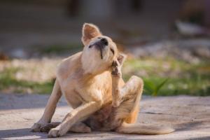 Les chiens/chats peuvent être allergiques aux humains