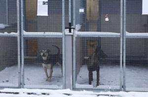 Suite à la vague de froid, un refuge pour chiens polonais place urgemment 120 chiens dans des foyers
