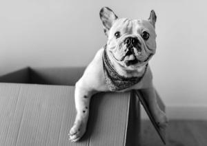 Vague de vols de bouledogues français à Washington DC : Une menace croissante