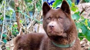 Les chiens Hmong et leur apparence féline