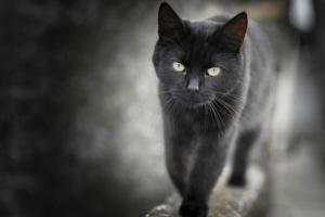Chat Noir : Démystifions les faux mythes et célébrons sa chance