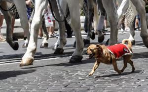 Briciola, la fidèle mascotte des carabiniers de Rome