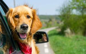 Choisir une automobile adaptée aux animaux de compagnie
