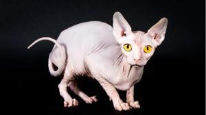Le Kohana, un chat nu hawaïen en péril