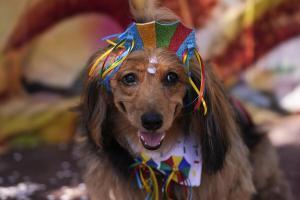 Bloco canin : Chiens costumés au carnaval de Rio