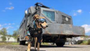 Cabo Oliveira : De chien abandonné à star canine policière
