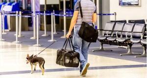 Hausse du prix de transport aérien des animaux à l’international