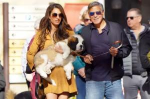 George et Amal Clooney se promènent avec un chiot Saint-Bernard