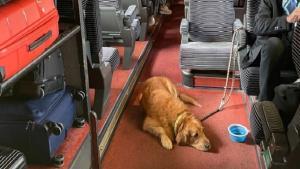 SNCF: La polémique du chien non-muselé dans le TGV