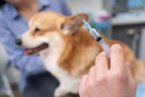 Vers un vaccin contre les allergies aux chiens