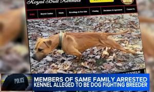 Réseau de combats de chiens démasqué au New Jersey