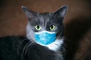 Comme mesure anti Covid-19, le Royaume-Uni voulait exterminer les chats